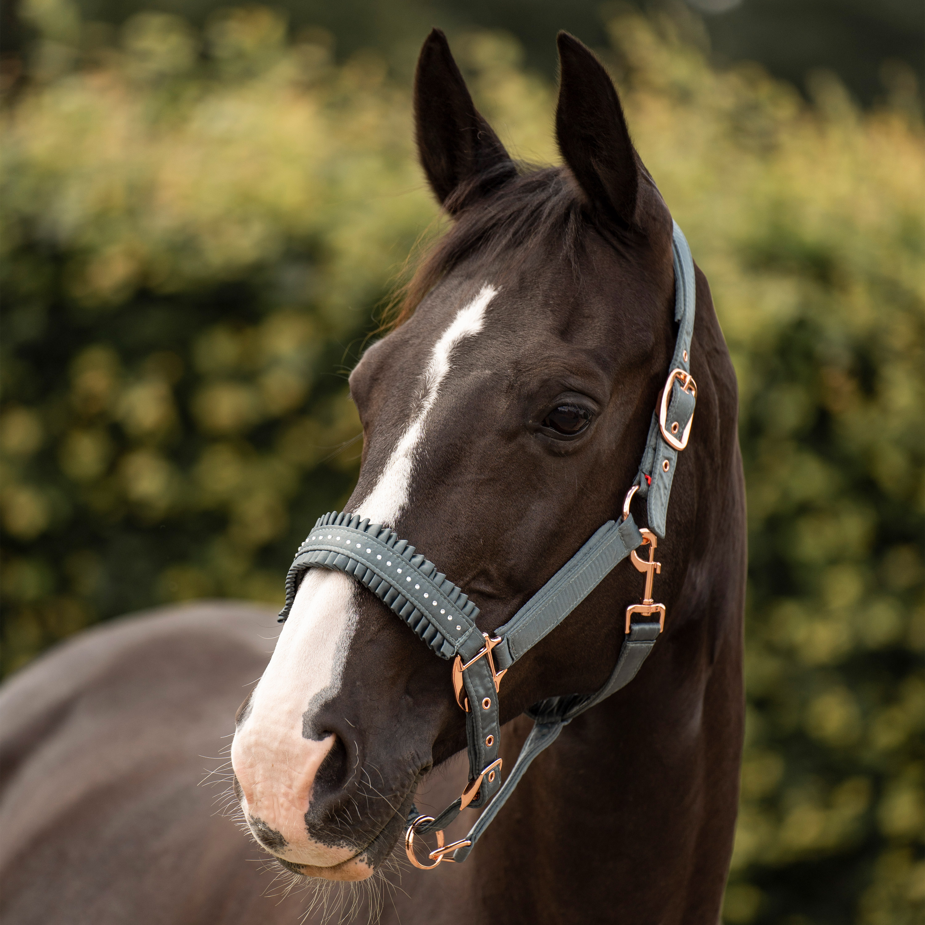 Imperial Riding | Halfter Lovely Dark Sage | Cob